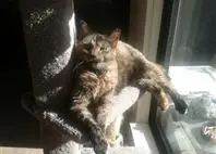 97de8a68e9f00824be49b807308ffe15