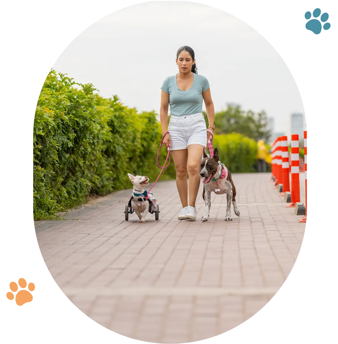 Woman walking two dogs on park path.