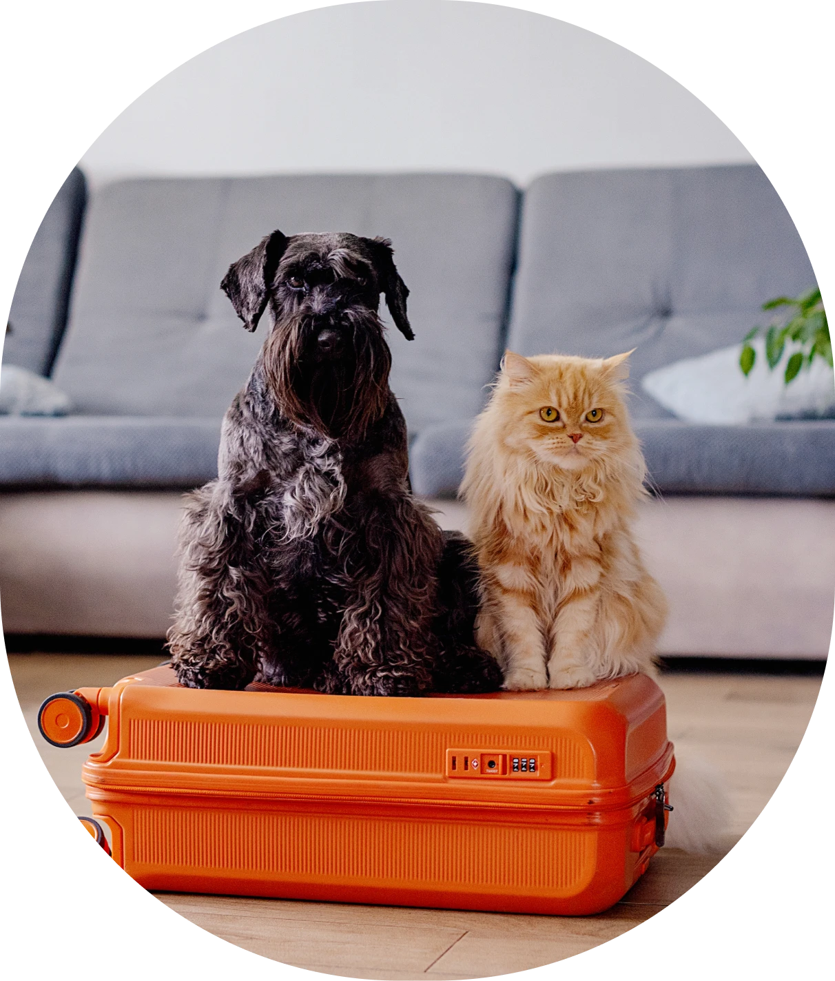 Dog and cat sitting on orange suitcase.