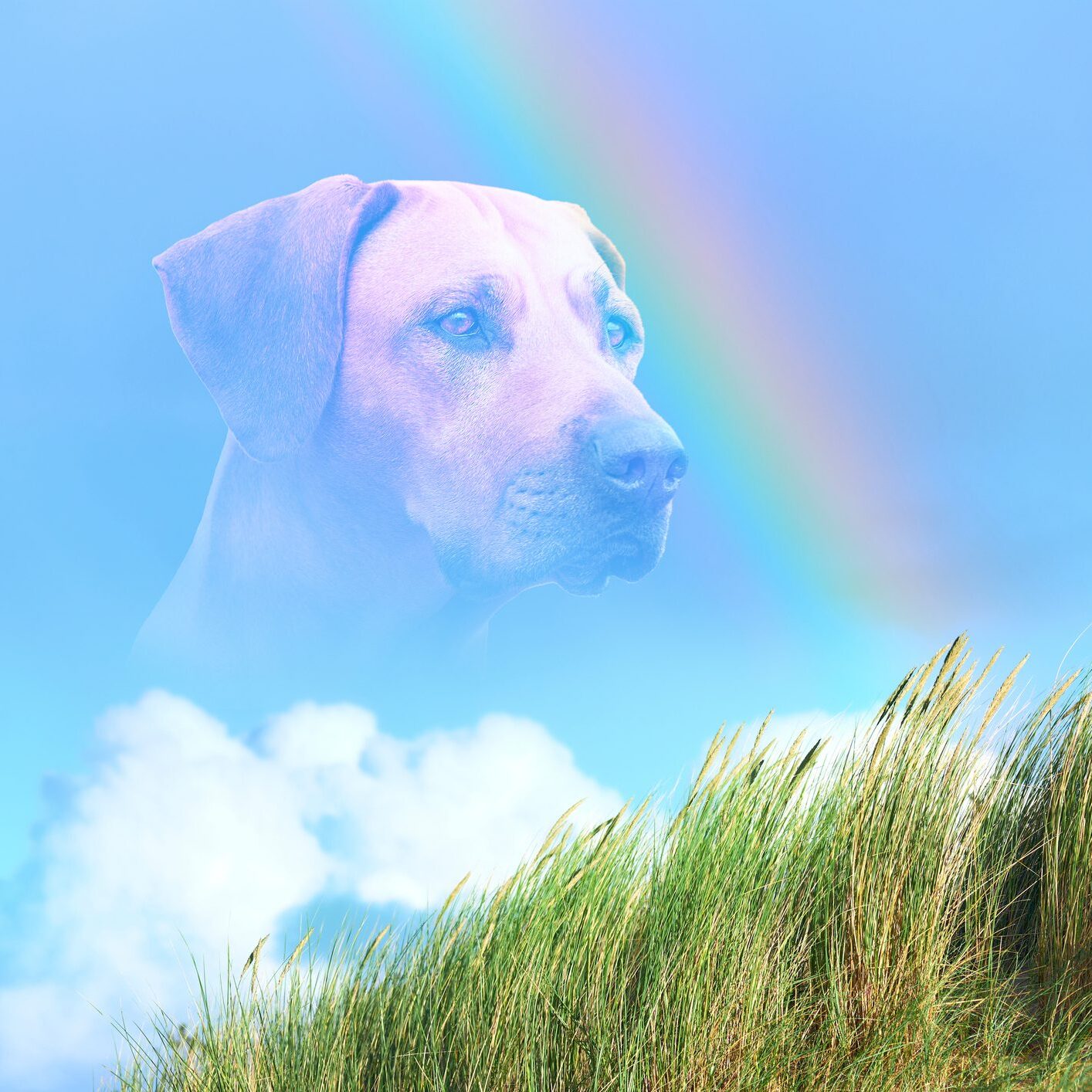 Close-up dog portrait against rainbow on blue sky, white clouds and green grass. Dog Rainbow Bridge concept.